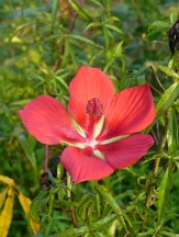 Red Texas Star Perennial Hibiscus, Scarlet Rose Mallow, Swamp Hibiscus, Swamp Mallow, Hibiscus coccineus
